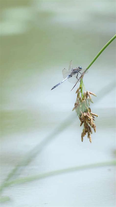 蜻蜓点水|蜻蜓点水(蜻蜓點水)的意思